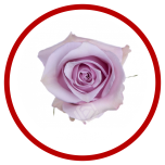 HOLIDAY SPECIAL R NAUTICA 60CM - Sõbrapäev/Valentine’s Day 2026