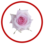 HOLIDAY SPECIAL R NENA 50CM - Sõbrapäev/Valentine’s Day 2026