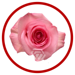 HOLIDAY SPECIAL R OPALA 60CM - Sõbrapäev/Valentine’s Day 2026