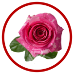 HOLIDAY SPECIAL R PANDORA 70CM - Sõbrapäev/Valentine’s Day 2026