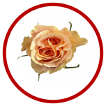 HOLIDAY SPECIAL R PHOENIX 70CM - Sõbrapäev/Valentine’s Day 2026