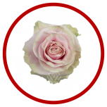 HOLIDAY SPECIAL R PINK MONDIAL 70CM - Sõbrapäev/Valentine’s Day 2026