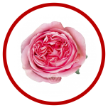 HOLIDAY SPECIAL R PINK X-PRESSION 50CM - Sõbrapäev/Valentine’s Day 2026