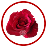 HOLIDAY SPECIAL R RED PANTHER 80CM - Sõbrapäev/Valentine’s Day 2026