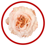 HOLIDAY SPECIAL R SHIMMER 70CM - Sõbrapäev/Valentine’s Day 2026