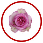 HOLIDAY SPECIAL R SWEET UNIQUE 50CM - Sõbrapäev/Valentine’s Day 2026