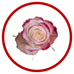 HOLIDAY SPECIAL R SWEETNESS 50CM - Sõbrapäev/Valentine’s Day 2026