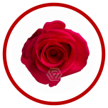 HOLIDAY SPECIAL R VI PINK 70CM - Sõbrapäev/Valentine’s Day 2026