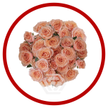 HOLIDAY SPECIAL TR BABY ROSEVER 50CM - Sõbrapäev/Valentine’s Day 2026