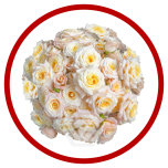 HOLIDAY SPECIAL TR MORNING STAR 50CM - Sõbrapäev/Valentine’s Day 2026