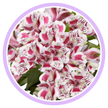 HOLIDAY SPECIAL ALSTR BI-COLOR 80CM - Naistepäev/Women´s Day 2026