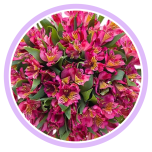 HOLIDAY SPECIAL ALSTR HOT PINK 80CM - Naistepäev/Women´s Day 2026