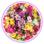 HOLIDAY SPECIAL ALSTR ASSORTED 70CM - Naistepäev/Women´s Day 2026