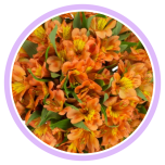 HOLIDAY SPECIAL ALSTR ORANGE 80CM - Naistepäev/Women´s Day 2026