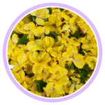 HOLIDAY SPECIAL ALSTR YELLOW 80CM - Naistepäev/Women´s Day 2026