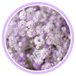HOLIDAY SPECIAL GYPS PA LAVENDER 1000G 80CM - Naistepäev/Women´s Day 2026