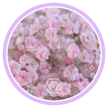 HOLIDAY SPECIAL GYPS PA LIGHT PINK 1000G 80CM - Naistepäev/Women´s Day 2026