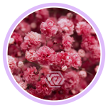 HOLIDAY SPECIAL GYPS PA RASPBERRY 1000G 80CM - Naistepäev/Women´s Day 2026