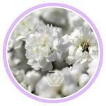 HOLIDAY SPECIAL GYPS PA XLENCE 1000G 80CM - Naistepäev/Women´s Day 2026