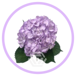 HOLIDAY SPECIAL HYDR. LIGHT PURPLE - Naistepäev/Women´s Day 2026