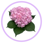 HOLIDAY SPECIAL HYDR. PINK - Naistepäev/Women´s Day 2026