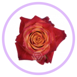 HOLIDAY SPECIAL R ATOMIC 50CM - Naistepäev/Women´s Day 2026