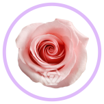 HOLIDAY SPECIAL R BE SWEET 70CM - Naistepäev/Women´s Day 2026