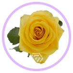 HOLIDAY SPECIAL R BUMBLEBEE 50CM - Naistepäev/Women´s Day 2026