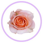 HOLIDAY SPECIAL R CORAL REEF 60CM - Naistepäev/Women´s Day 2026