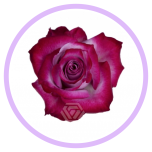 HOLIDAY SPECIAL R DEEP PURPLE 70CM - Naistepäev/Women´s Day 2026