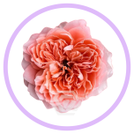 HOLIDAY SPECIAL R DRAGONFLY 70CM - Naistepäev/Women´s Day 2026