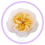 HOLIDAY SPECIAL R FATIMA GARDENS 50CM - Naistepäev/Women´s Day 2026