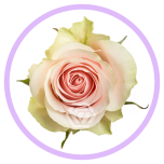 HOLIDAY SPECIAL R FRUTTETO 50CM - Naistepäev/Women´s Day 2026