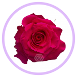 HOLIDAY SPECIAL R FULL MONTY 50CM - Naistepäev/Women´s Day 2026