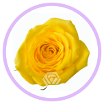 HOLIDAY SPECIAL R GOLDFINCH 60CM - Naistepäev/Women´s Day 2026