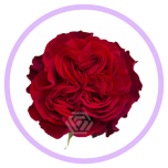 HOLIDAY SPECIAL R HEARTS 70CM - Naistepäev/Women´s Day 2026