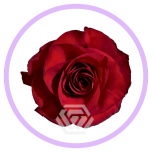 HOLIDAY SPECIAL R MAMMA MIA 70CM - Naistepäev/Women´s Day 2026