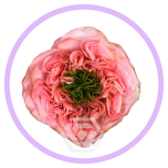 HOLIDAY SPECIAL R MANDARIN X-PRESSION 60CM - Naistepäev/Women´s Day 2026