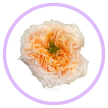 HOLIDAY SPECIAL R MELON X-PRESSION 60CM - Naistepäev/Women´s Day 2026