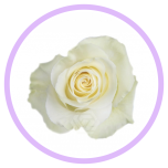 HOLIDAY SPECIAL R MONDIAL 70CM - Naistepäev/Women´s Day 2026