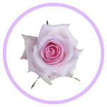 HOLIDAY SPECIAL R NENA 50CM - Naistepäev/Women´s Day 2026