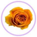 HOLIDAY SPECIAL R NEXUS 50CM - Naistepäev/Women´s Day 2026