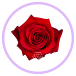 HOLIDAY SPECIAL R NINA 50CM - Naistepäev/Women´s Day 2026