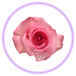 HOLIDAY SPECIAL R OPALA 50CM - Naistepäev/Women´s Day 2026