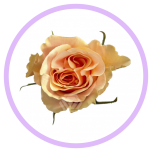 HOLIDAY SPECIAL R PHOENIX 50CM - Naistepäev/Women´s Day 2026