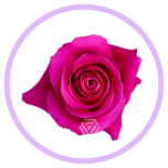 HOLIDAY SPECIAL R PINK FLOYD 70CM - Naistepäev/Women´s Day 2026