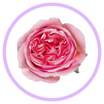 HOLIDAY SPECIAL R PINK X-PRESSION 60CM - Naistepäev/Women´s Day 2026