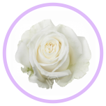 HOLIDAY SPECIAL R PLAYA BLANCA 50CM - Naistepäev/Women´s Day 2026