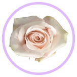 HOLIDAY SPECIAL R POMAROSA 80CM - Naistepäev/Women´s Day 2026