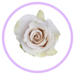 HOLIDAY SPECIAL R QUICKSAND 60CM - Naistepäev/Women´s Day 2026